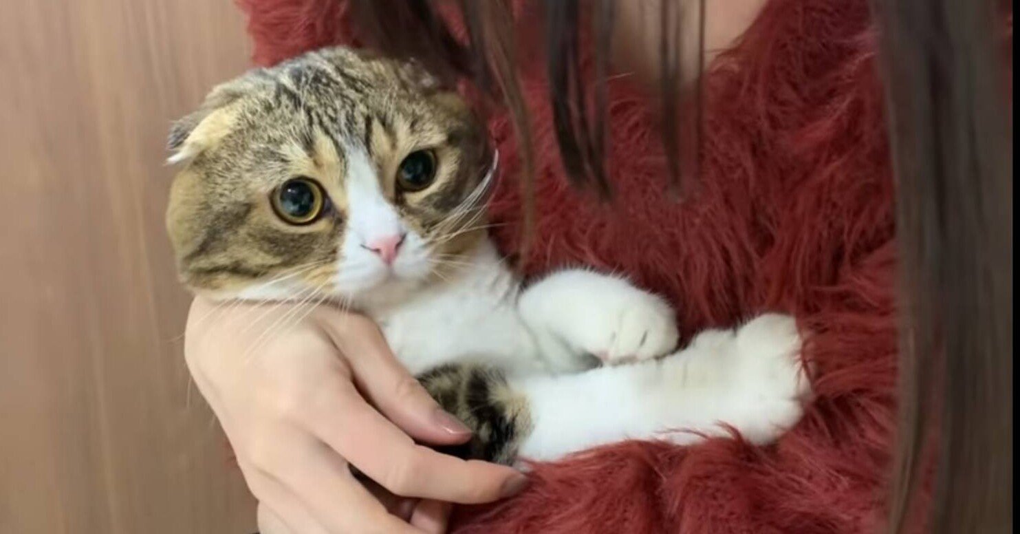 姉妹 チャンネル 猫 猫が羨ましい。人間より稼ぐ有名YouTuber猫がすごい理由と、なる方法