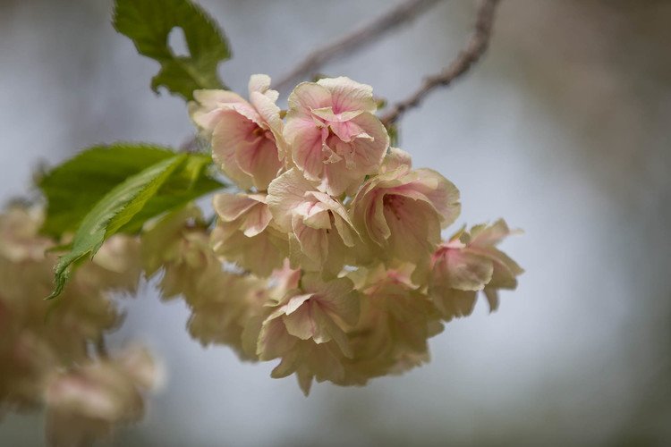 高尾さくら公園 〜 鬱金桜と八重桜。桜の季節も終わりに近づいています。