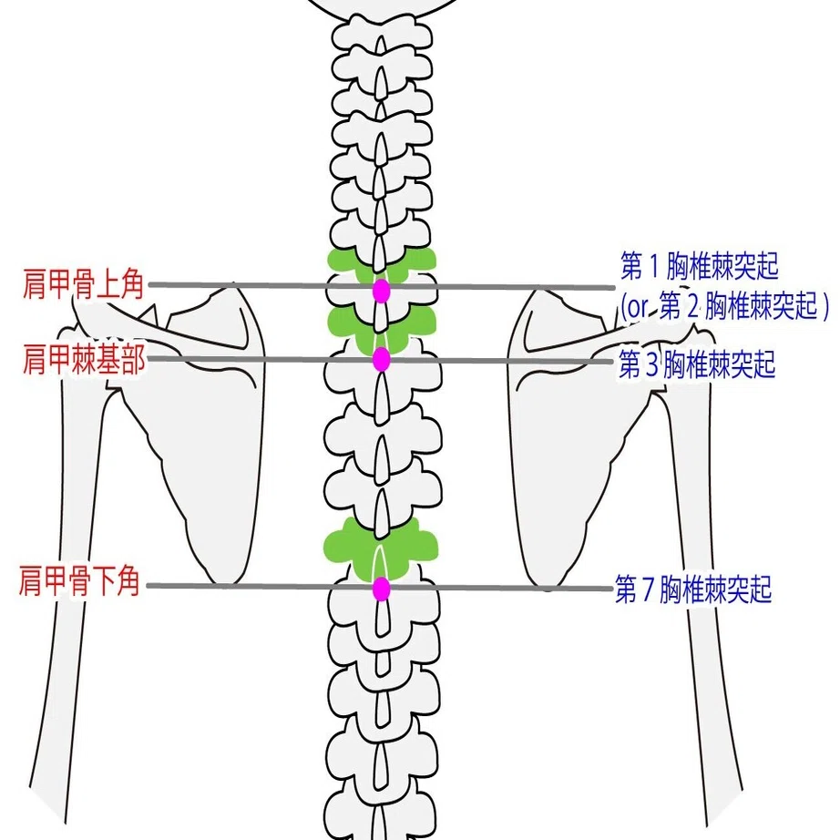 肩 甲骨 下角