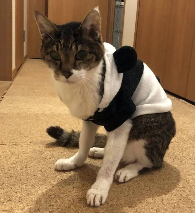 猫】耳の先の毛 リンクスティップ｜たけBlog