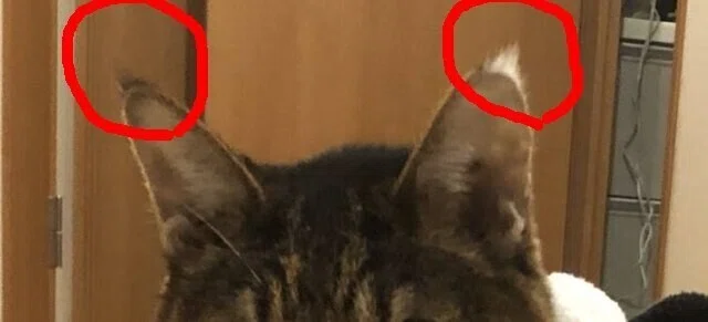 猫】耳の先の毛 リンクスティップ｜たけBlog