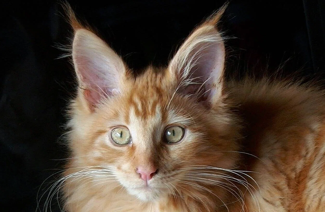 猫】耳の先の毛 リンクスティップ｜たけBlog