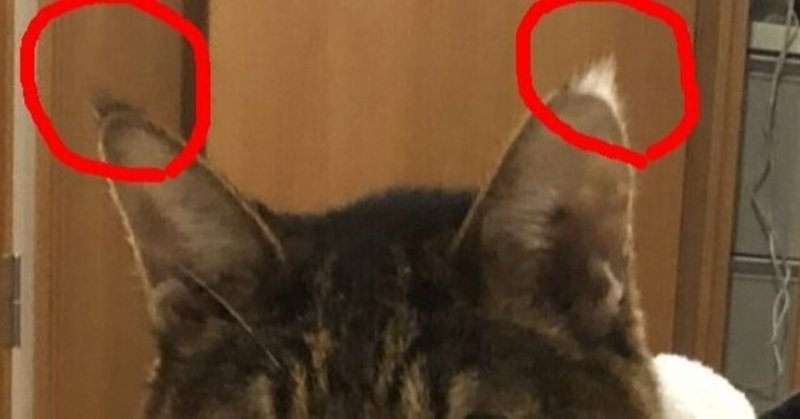 猫 耳の先の毛 リンクスティップ たけblog Note