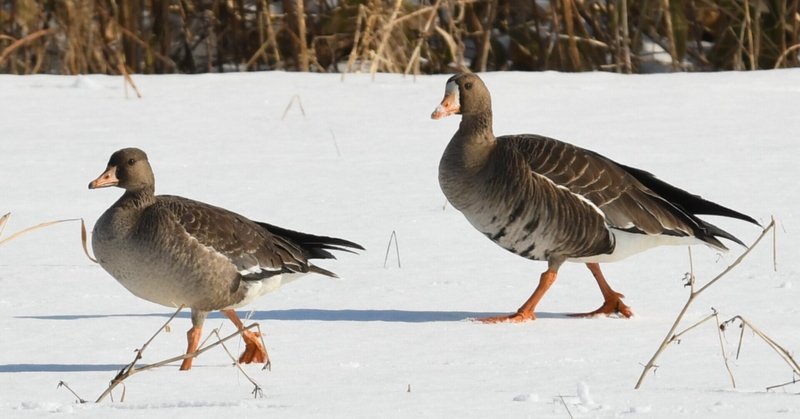 北海道の冬の散歩道 身近な天然記念物の野鳥 とりまちだっこ Note