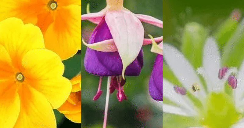 1月25日お誕生日の方おめでとうございます Monstera18 Note