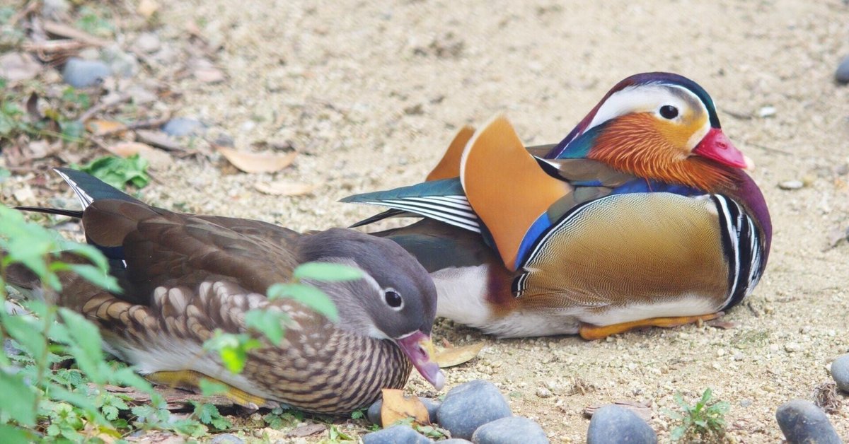 鳥豆知識~おしどり夫婦と言ってはいけません~|とりまちだっこ 鳥豆知識~おしどり夫婦と言ってはいけません~|とりまちだっこ