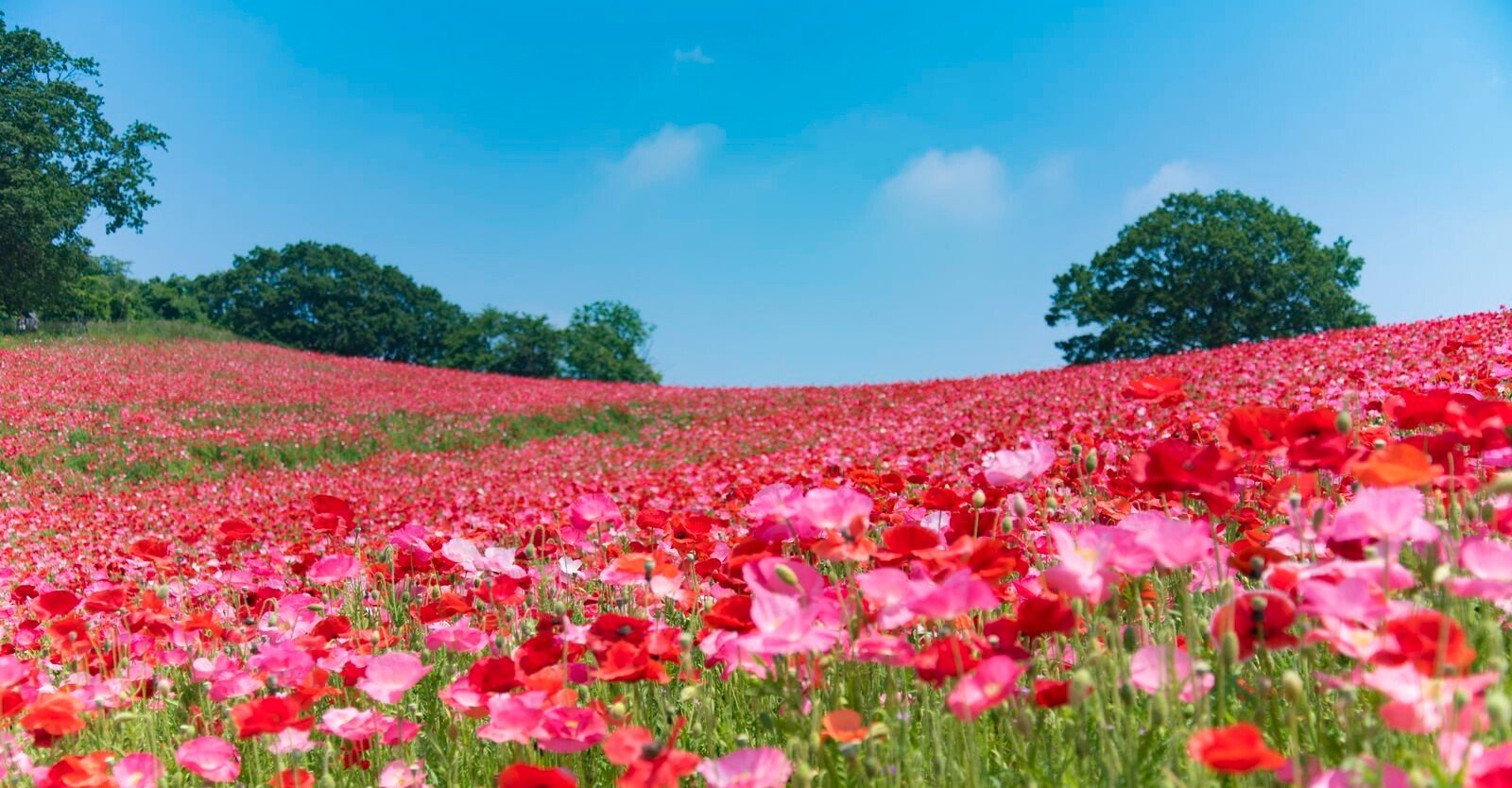 脳内お花畑かよ！」について話したい。｜Nazca(ナスカ)@人生交差点