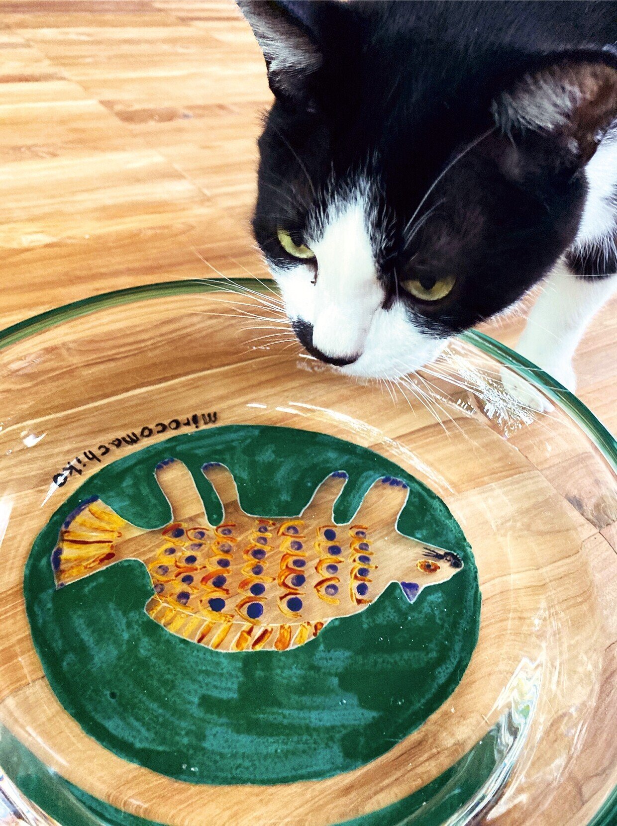 猫魚の水皿｜kanoa｜note