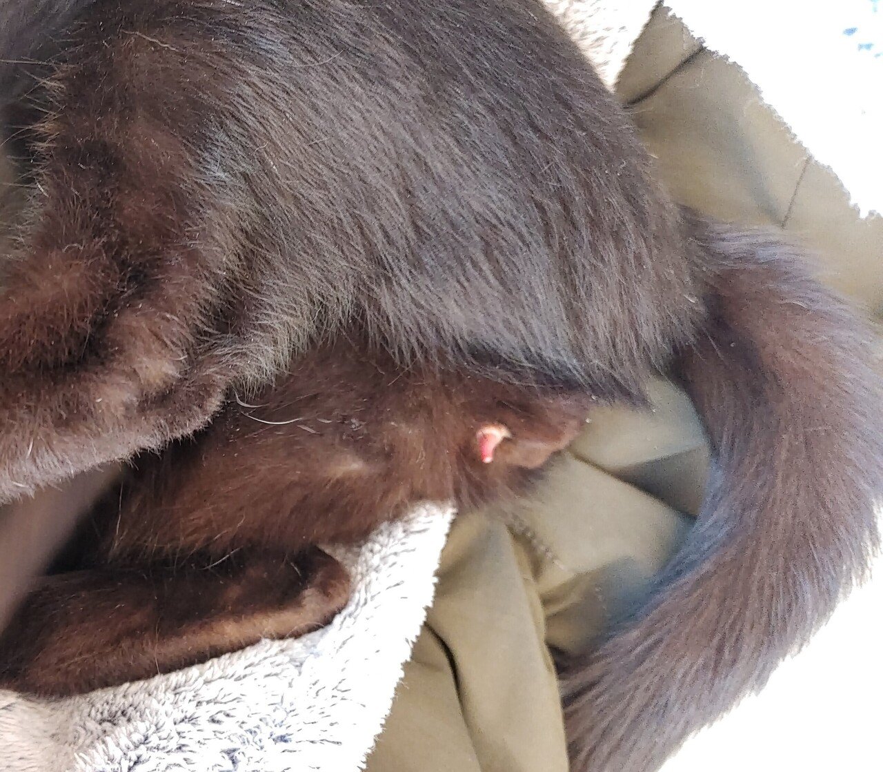 指を吸いながら勃起する猫 柳井一理 Note