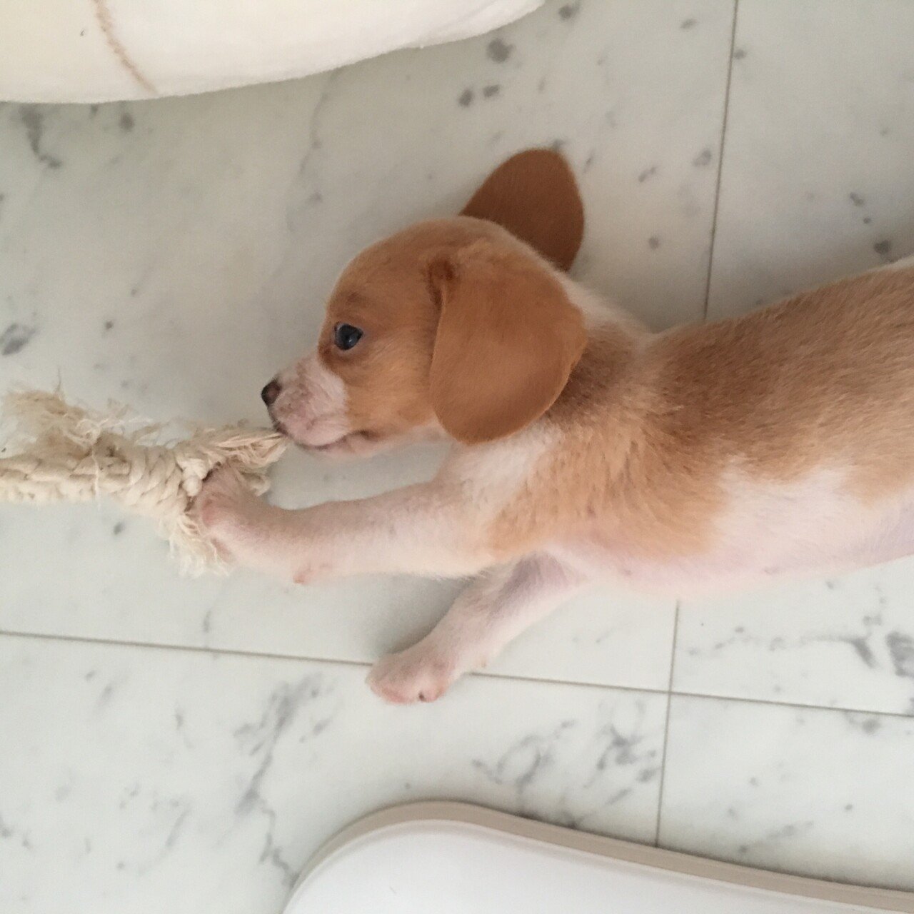 冬の寒さと犬の話 古賀史健 Note