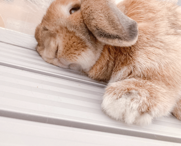 日に日にかわいさが増す 撫でられ上手なうさぎとの生活 いい部屋ペット いい部屋ネット 公式 Note