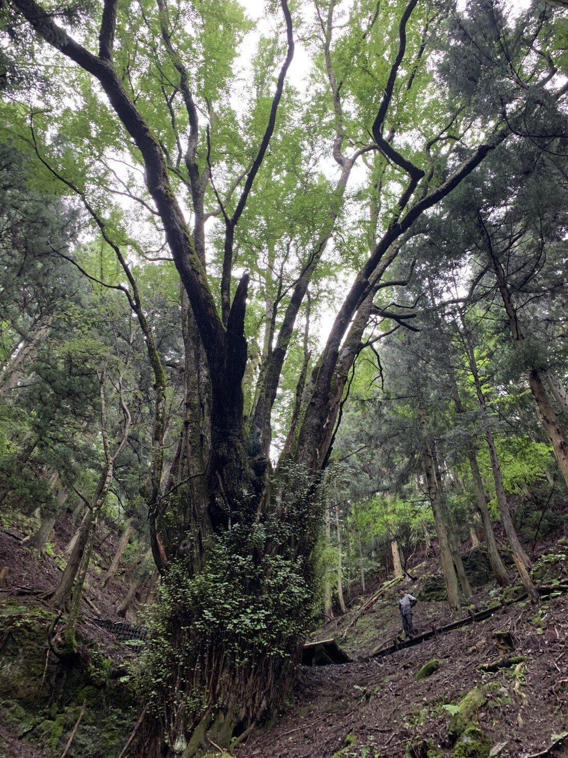 巨樹・巨木にお邪魔します 兵庫丹波の巨樹・巨木①｜harunire0321