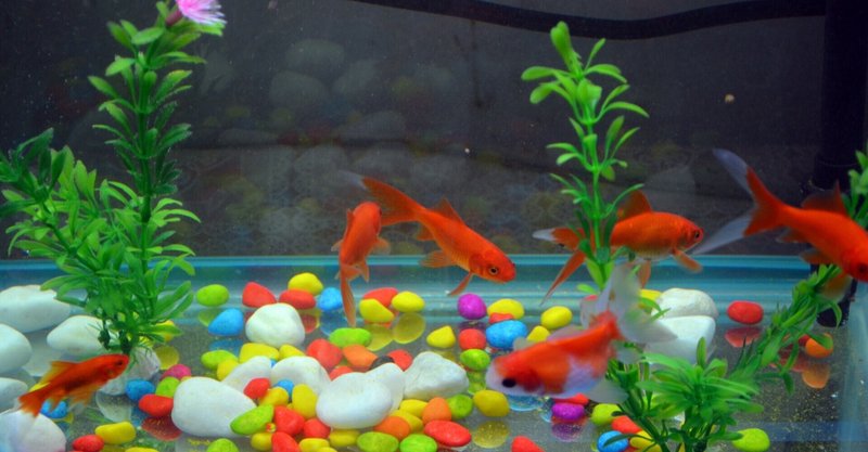 熱帯魚の水槽にシリカってどお 牛王田雅章 シリカ卸販売業 Note