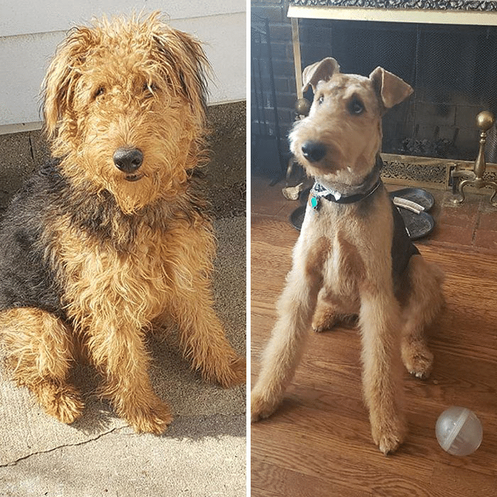 犬はグルーミングで変身します 2 ノリノリ Note 犬はグルーミングで変身します 2 ノリノリ Note