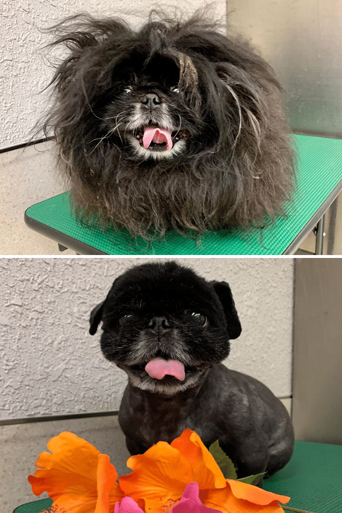 犬はグルーミングで変身します 2 ノリノリ Note 犬はグルーミングで変身します 2 ノリノリ Note