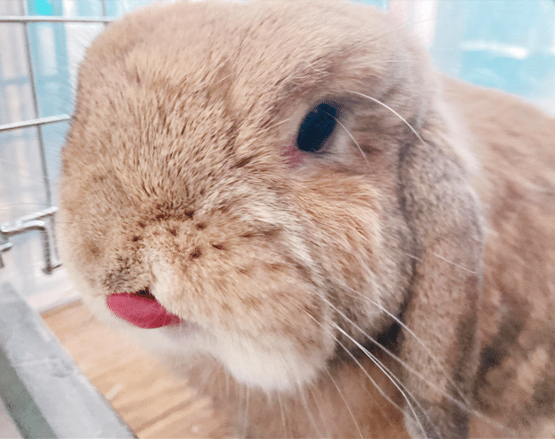 日に日にかわいさが増す 撫でられ上手なうさぎとの生活 いい部屋ペット いい部屋ネット 公式 Note 日に日にかわいさが増す 撫でられ上手なうさぎとの生活 いい部屋ペット いい部屋ネット 公式 Note
