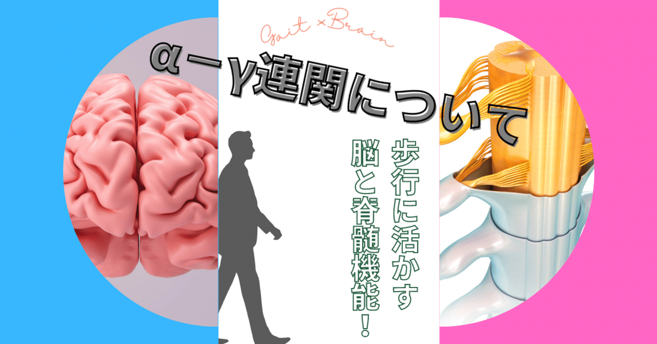 脊髄シリーズ①】姿勢制御やCPGにも関与するα−γ連関をわかり
