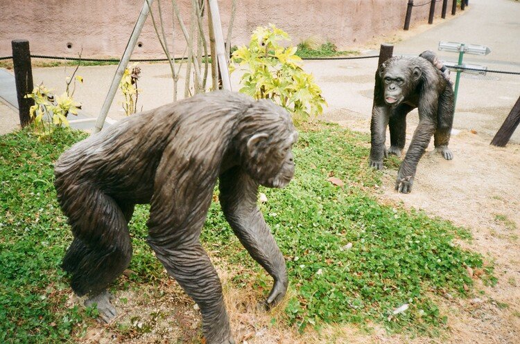 Konica C35の撮影見本 その①
場所は愛知県名古屋市の東山動植物園です。本物のチンパンジーではありません。霊長類の住居は、イケメンゴリラシャバーニさんのおかげで立派になっていました。写真集も出ています。