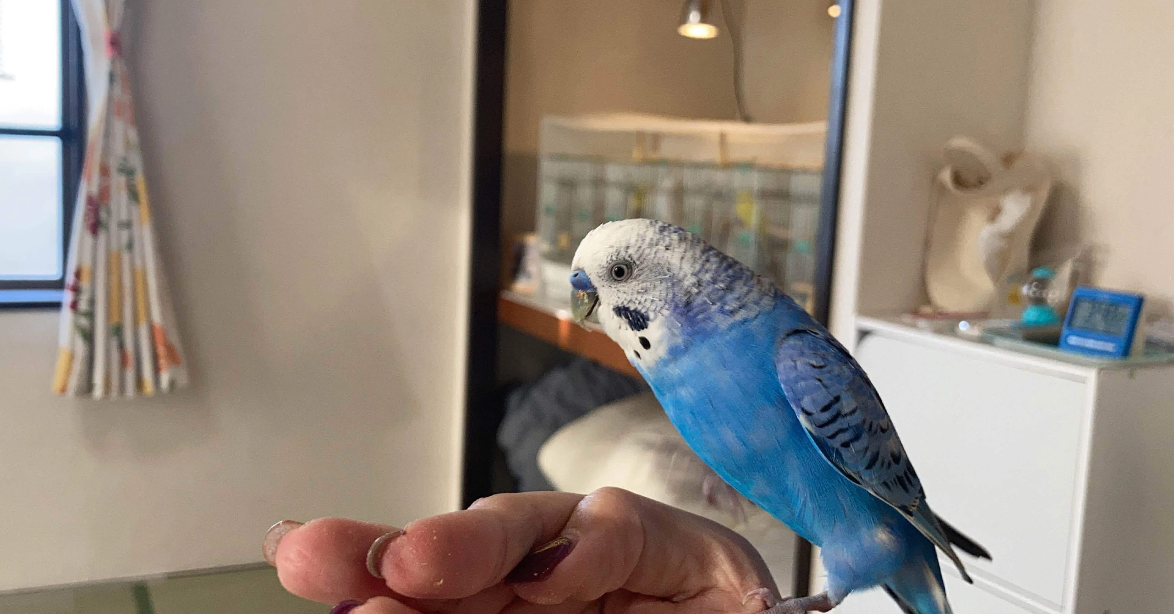 インコの換羽は生理と似てる インコまるけ Note