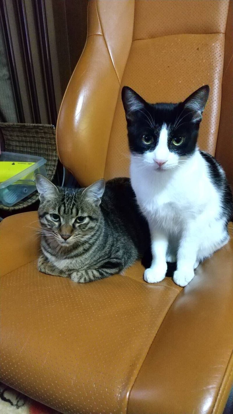 ぼくたち準備ｏｋです しっぽのしらべ Note