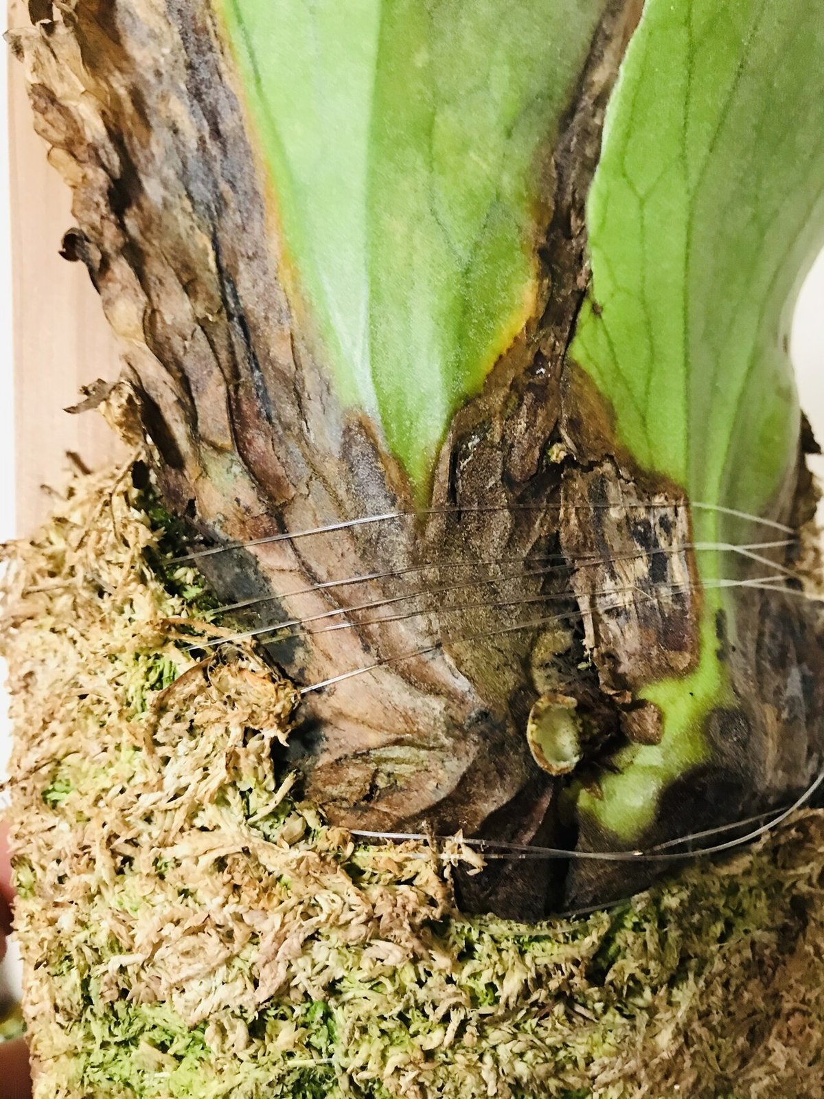 ビカクシダ ホルタミー｜松本健太