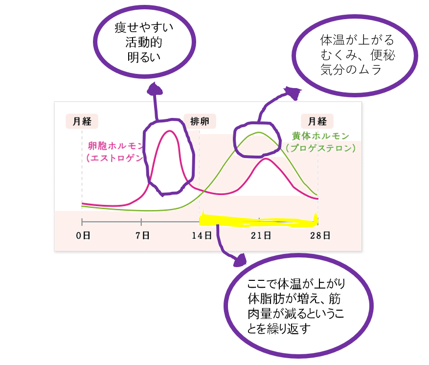 エストロゲン