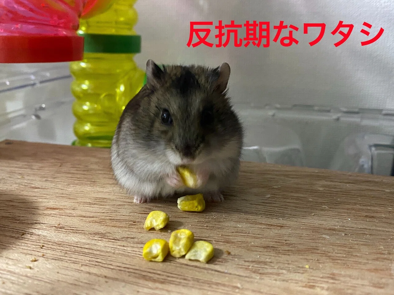 ハムスター飼育日記275日目と188日目（2021/1/24）｜サトウショウヘイ