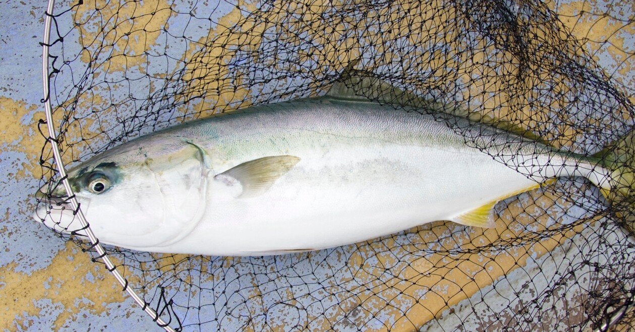 剣崎沖ででっかいワラサが釣れました 三崎 えいあん丸 玉置標本 Note