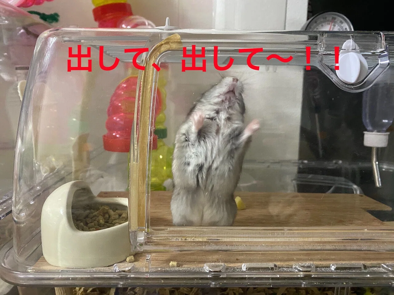 ハムスター飼育日記275日目と188日目（2021/1/24）｜サトウショウヘイ