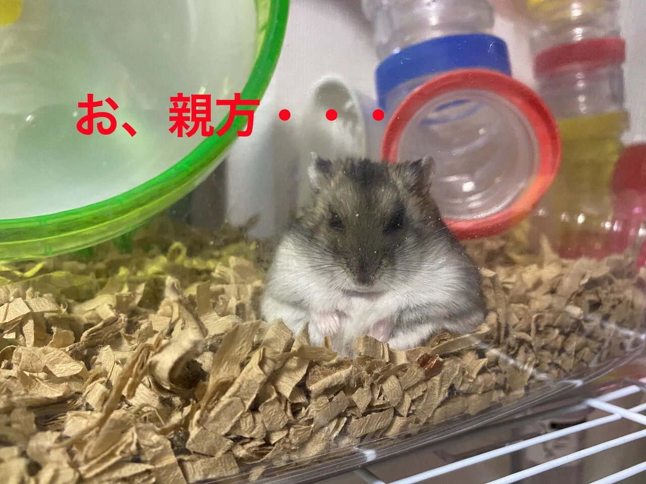 ハムスター飼育日記275日目と188日目（2021/1/24）｜サトウショウヘイ