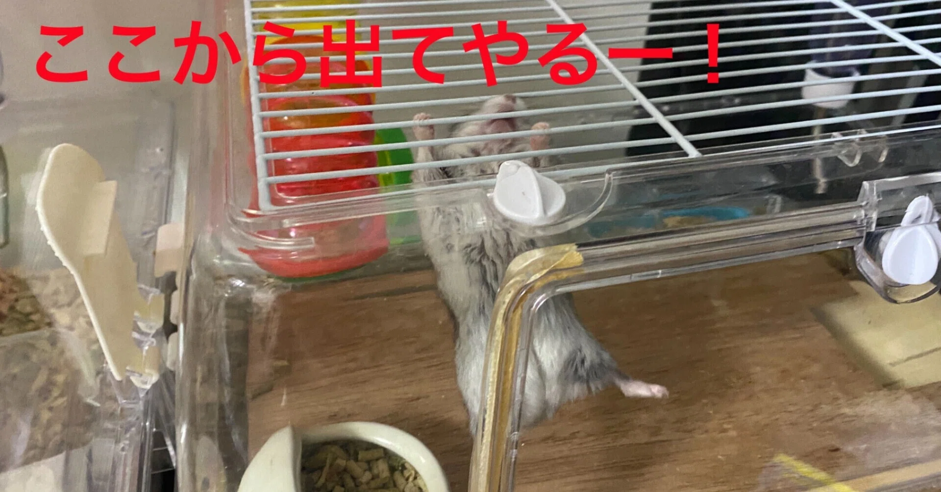 ハムスター飼育日記275日目と188日目（2021/1/24）｜サトウショウヘイ