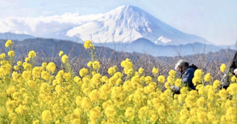 Japan Now : 雪化粧した富士山と満開の菜の花 - Snowy Mt.Fuji and Canola Flowers in Full Bloom
