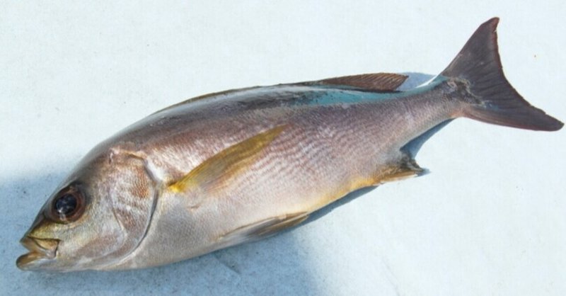 うまい 外房の寒イサキ釣り 勝浦川津 鈴丸 玉置標本 Note