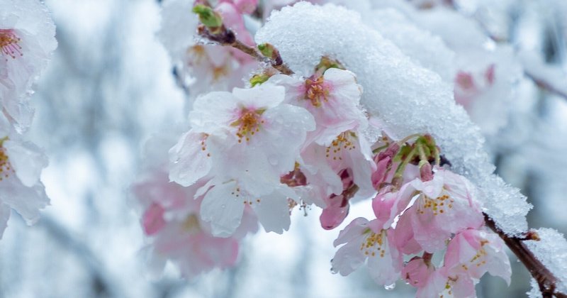 きょうまでの幸が不幸がはるの雪