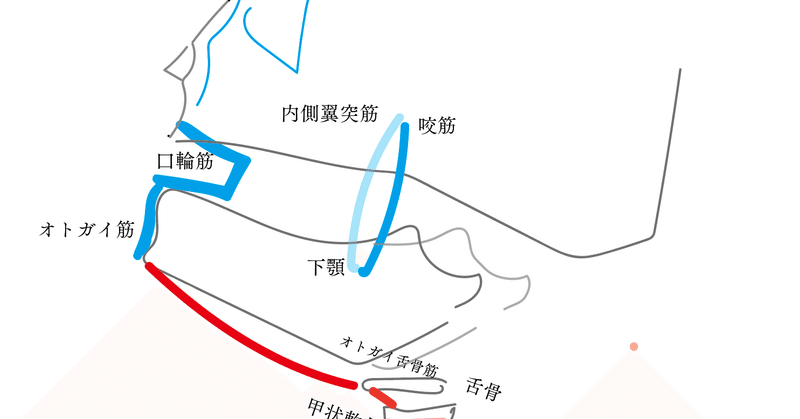 舌骨テンセグリティから表情筋へ