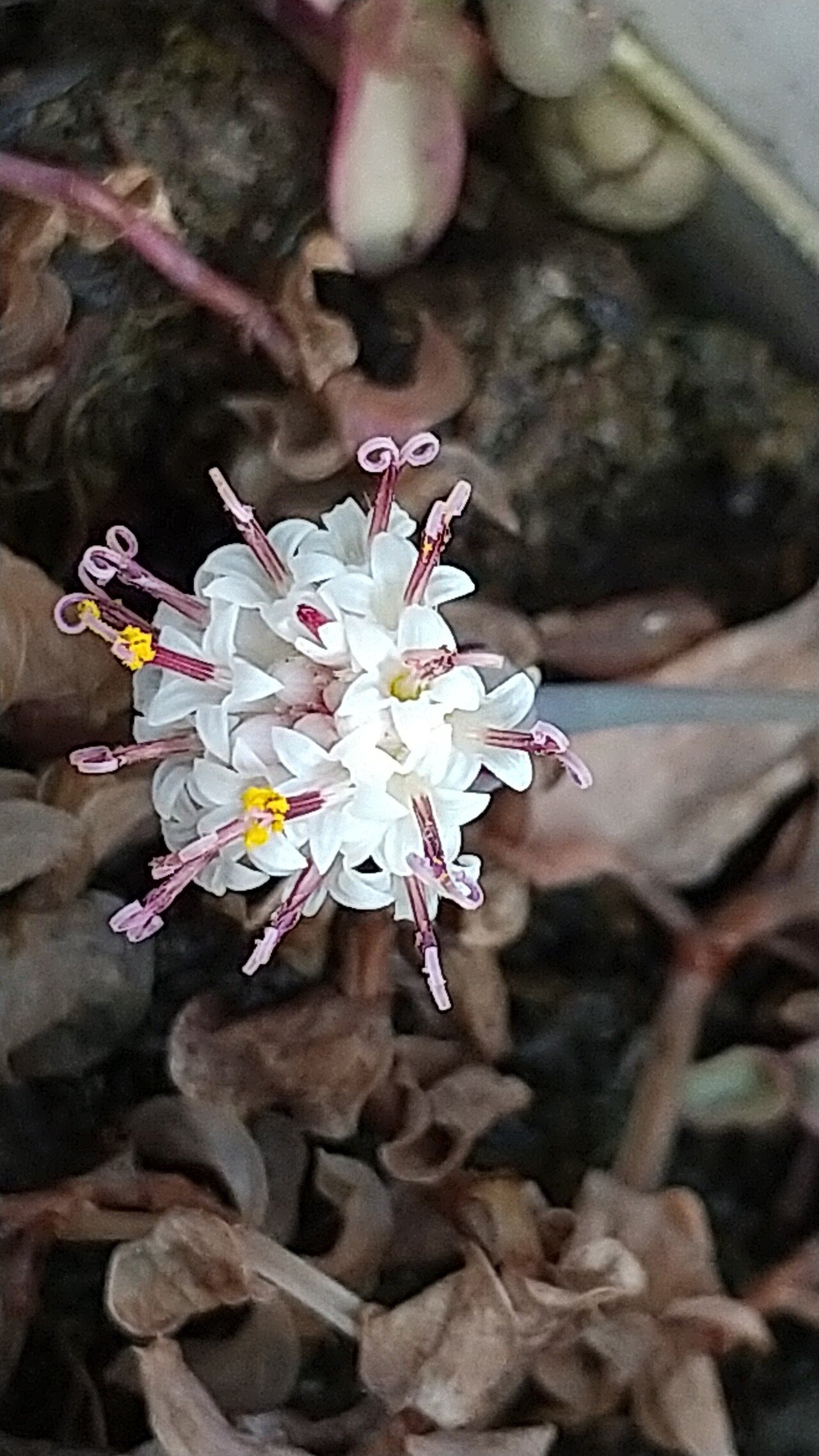 グリーンネックレスの花 めいず Note グリーンネックレスの花 めいず Note