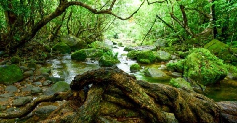 森に必要とされた片手の少年の話 そばかすの少年 は涙するだろう あいぼり Homeで読書思索 Note