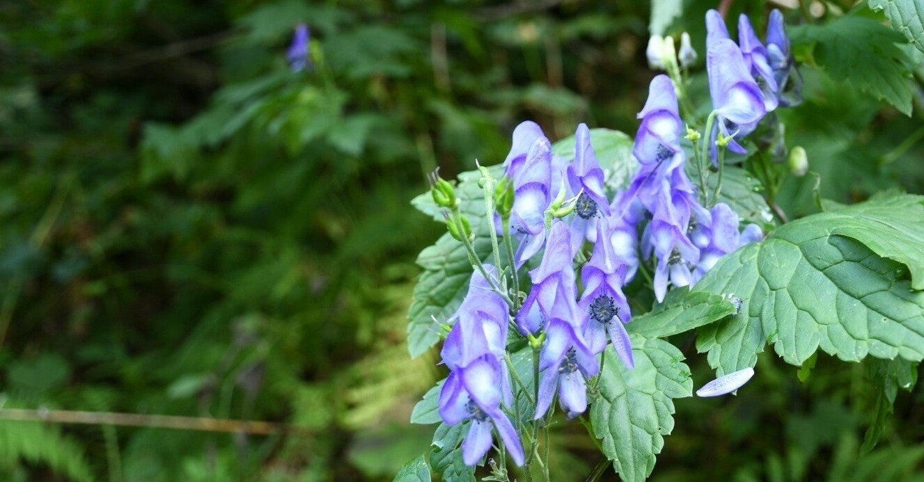 トリカブト 致死量