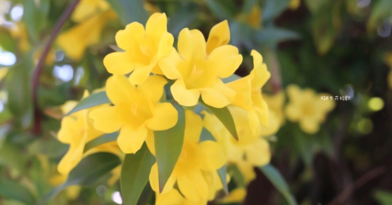 1月26日 誕生花は格阿利納茉莉花 誕生花短歌 御子柴 流歌 Note