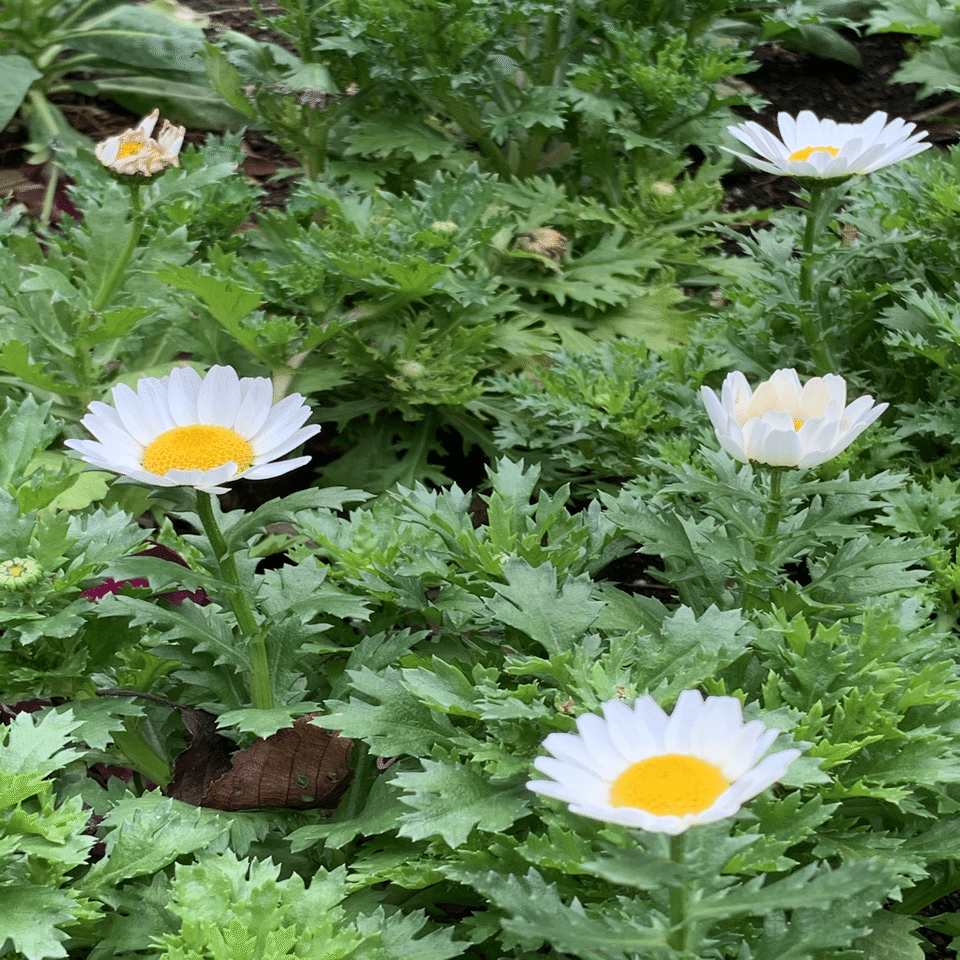 ノースポール シラちゃん Note