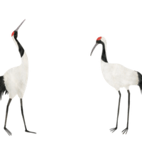 つるの日記その７０ つる Note