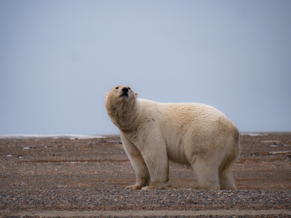 星野道夫さんと出会い そしてアラスカへ行った話 中道智大 Note 星野道夫さんと出会い そしてアラスカへ行った話 中道智大 Note