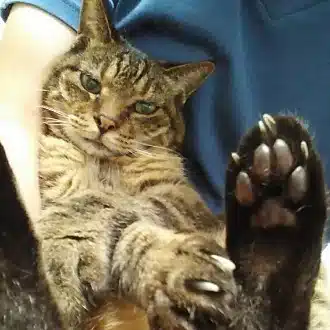 猫好きのやきとり屋