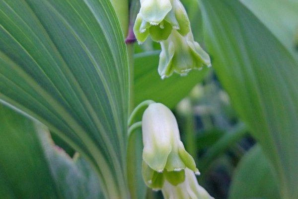 花言葉は元気を出して の新着タグ記事一覧 Note つくる つながる とどける 花言葉は元気を出して の新着タグ記事一覧 Note つくる つながる とどける