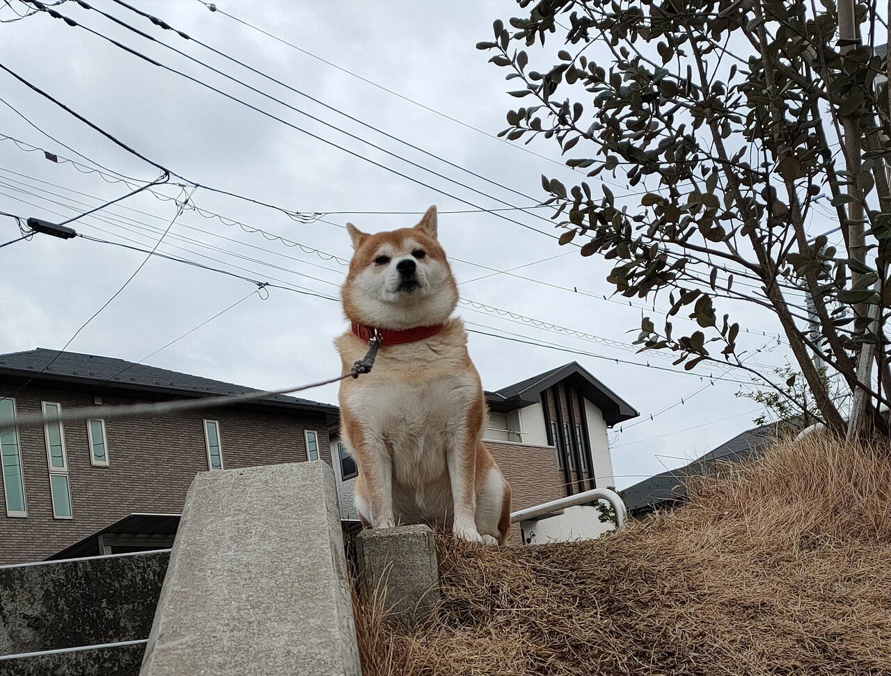 我が家の柴犬 お散歩編 マユミ Note