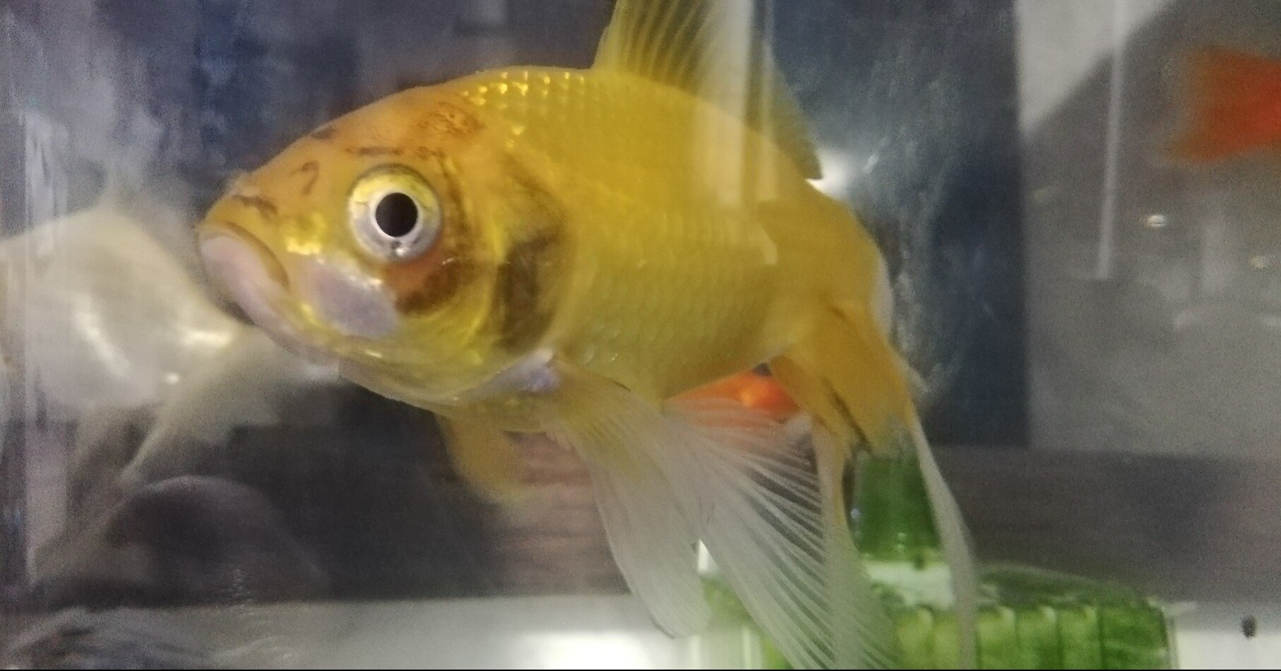え 金魚の顔が墨書きみたいに黒くなってる 古今玉碧 こけだま あお Note