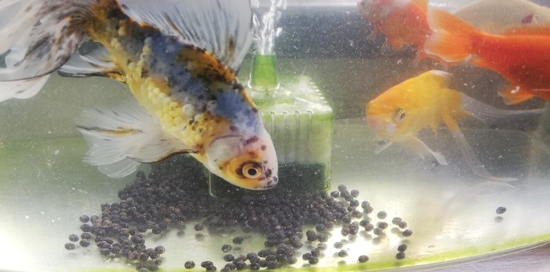 え 金魚の顔が墨書きみたいに黒くなってる 古今玉碧 こけだま あお Note