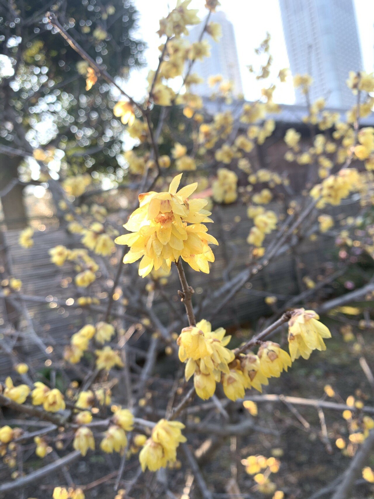僅かな時間でも 外の息を吸う事は大切 花は四季を忘れない 甘い 香りと黄色が綺麗な季節がきました 天気がよかったら 週末また見に行きたいです Poco Note
