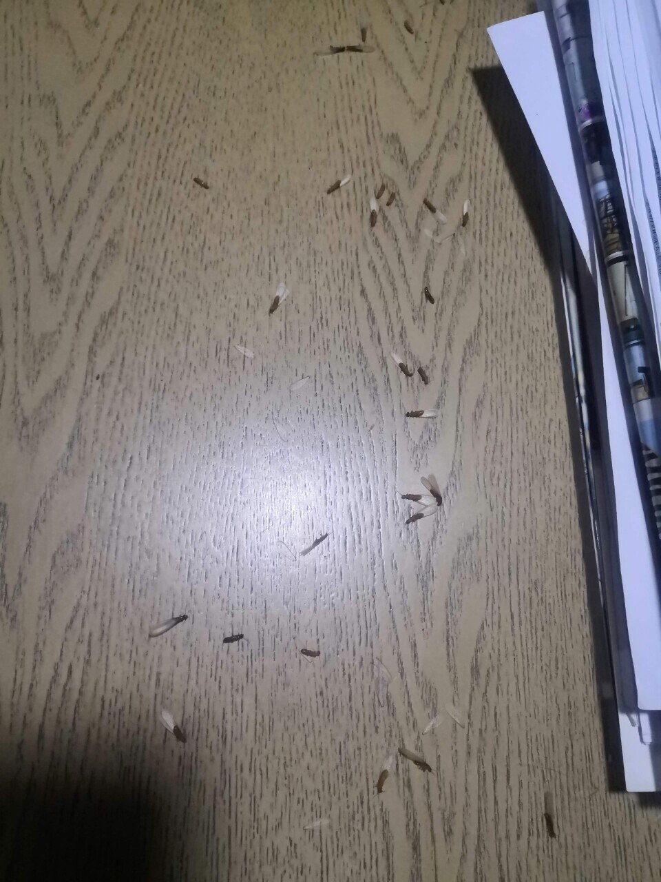 羽付きアリ集団の襲撃で命と向き合う 社内sns Soeasy Buddy で救援要請 Growth ミャンマー 海外移住 ネコと私とミャンマーと Note