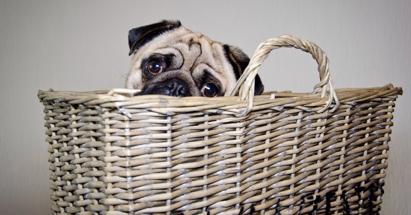 犬に人の市販薬 鎮痛薬は危険 ロキソニン中毒の怖さとは 獣医師が解説 Vet1013 Note